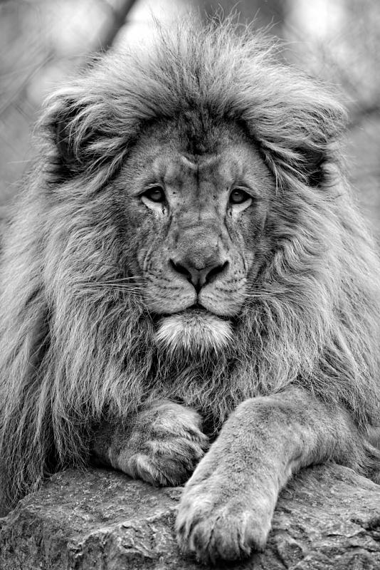 Cliquez sur l'image pour l'afficher en taille normale

Nom : lion N&B.jpg 
Affichages : 61 
Taille : 99.7 Ko 
ID : 13447